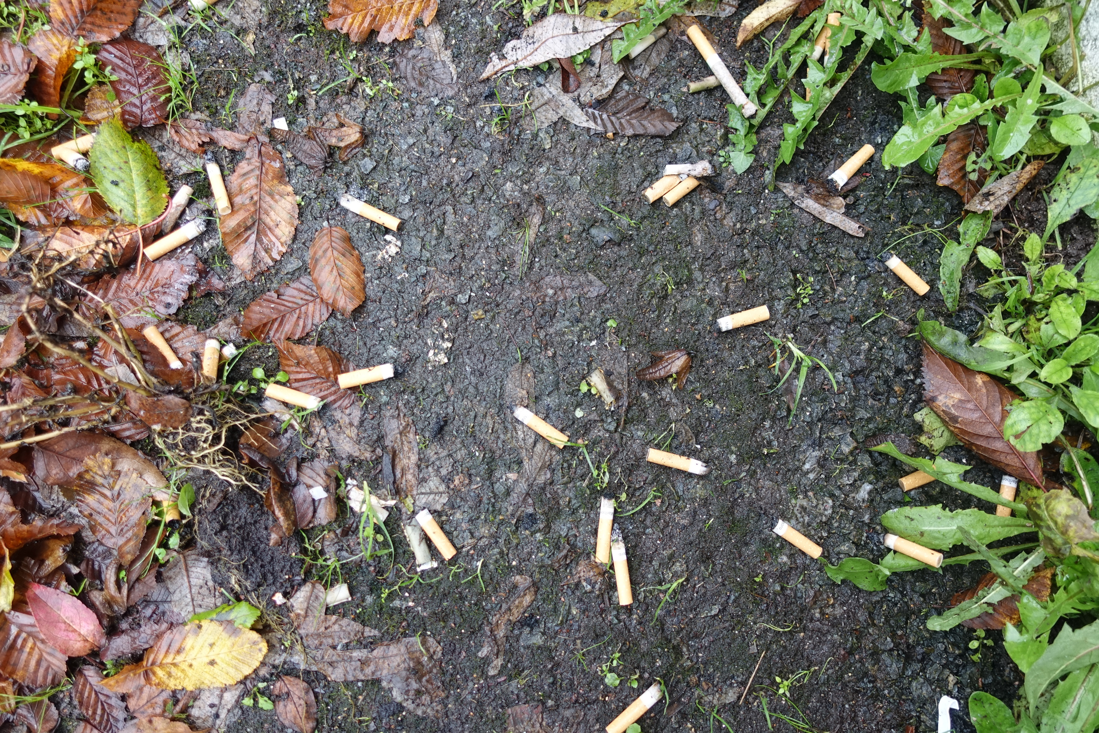 Cigarette butts on the ground  Garbage  Pollution